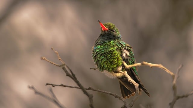 Free download glittering bellied emerald free picture to be edited with GIMP free online image editor