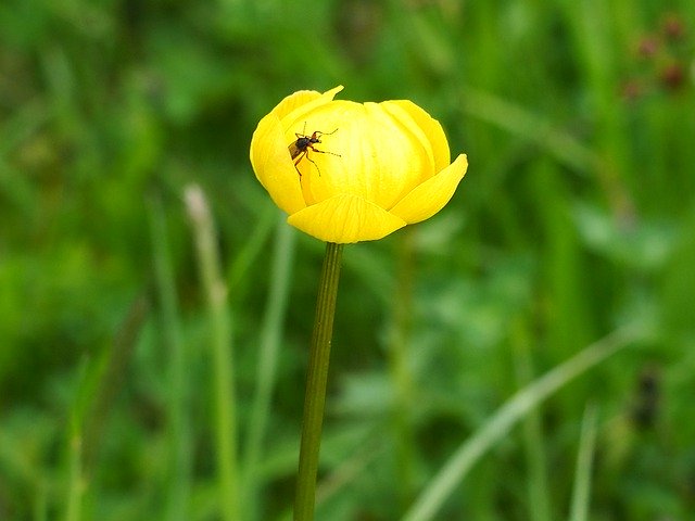 Free download Globe Flower Grass -  free photo or picture to be edited with GIMP online image editor