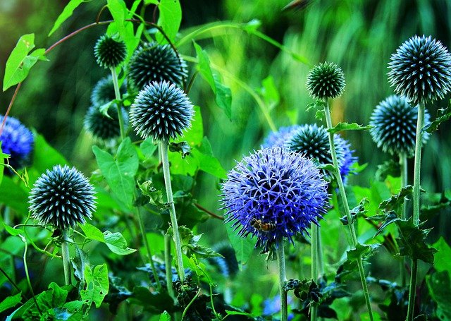 Free download globe thistle echinops flower plant free picture to be edited with GIMP free online image editor