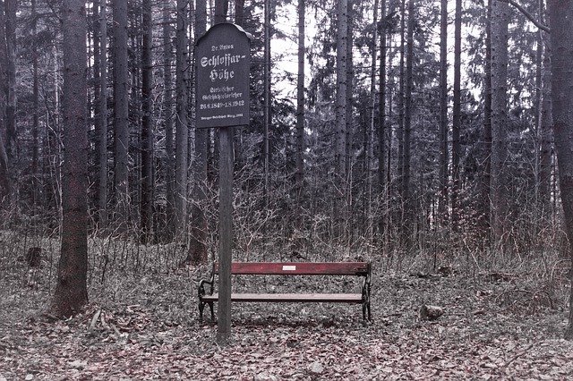 Free download Gloomy Bank Forest -  free photo or picture to be edited with GIMP online image editor