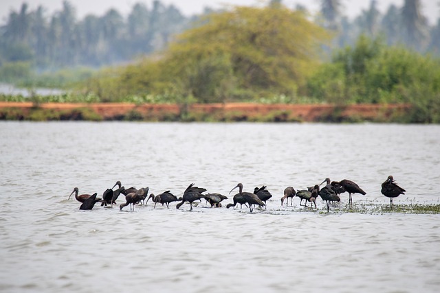 Free download glossy ibis birds lake water birds free picture to be edited with GIMP free online image editor