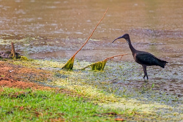 Free download glossy ibis lake wildlife nature free picture to be edited with GIMP free online image editor