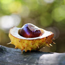 glossy seed spiny shell  screen for extension Chrome web store in OffiDocs Chromium