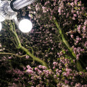 Glowing in the Night  screen for extension Chrome web store in OffiDocs Chromium