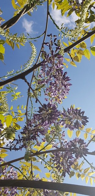 Free download Glycine Flowers Spring -  free photo or picture to be edited with GIMP online image editor