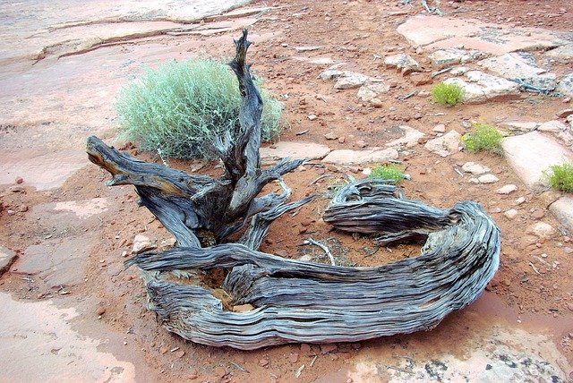 Descarga gratuita Gnarled Canyonlands Juniper Wood - foto o imagen gratuita para editar con el editor de imágenes en línea GIMP