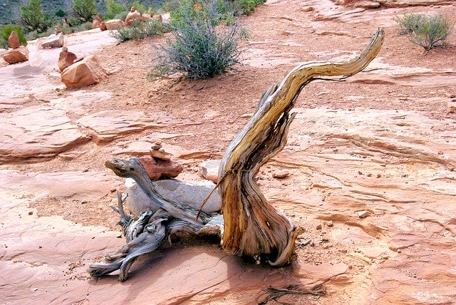 Gnarled Juniper Wood സൗജന്യ ഡൗൺലോഡ് - GIMP ഓൺലൈൻ ഇമേജ് എഡിറ്റർ ഉപയോഗിച്ച് എഡിറ്റ് ചെയ്യേണ്ട സൗജന്യ ഫോട്ടോയോ ചിത്രമോ