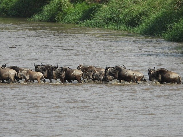Free download Gnu Tanzania Safari -  free photo or picture to be edited with GIMP online image editor