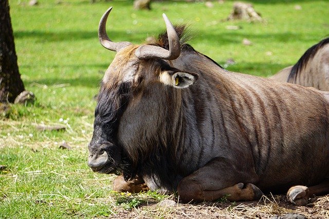 Free download Gnu Zoo Wildlife -  free photo or picture to be edited with GIMP online image editor