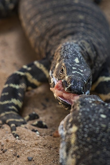 Free download goanna lace monitor reptile lizard free picture to be edited with GIMP free online image editor