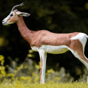 Goat  screen for extension Chrome web store in OffiDocs Chromium