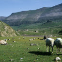 goat and grassland  screen for extension Chrome web store in OffiDocs Chromium