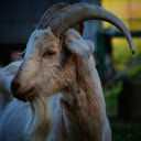 Goat and long beard  screen for extension Chrome web store in OffiDocs Chromium