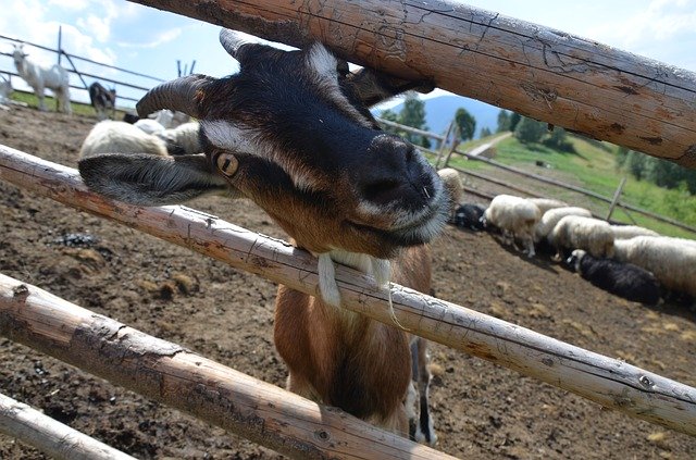 Download gratuito Goat Animal - foto o immagine gratuita da modificare con l'editor di immagini online di GIMP