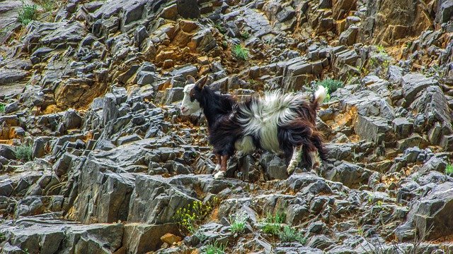Free download Goat Animal Cliff -  free photo or picture to be edited with GIMP online image editor