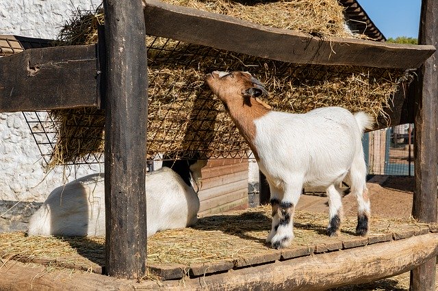 ดาวน์โหลดฟรี Goat Animal Farm - ภาพถ่ายหรือรูปภาพฟรีที่จะแก้ไขด้วยโปรแกรมแก้ไขรูปภาพออนไลน์ GIMP
