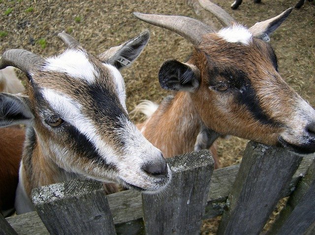 Téléchargement gratuit de Goat Animal Fence - photo ou image gratuite à éditer avec l'éditeur d'images en ligne GIMP