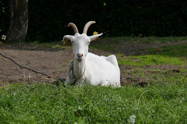 Bezpłatne pobieranie Goat Animal Goats - darmowe zdjęcie lub obraz do edycji za pomocą internetowego edytora obrazów GIMP