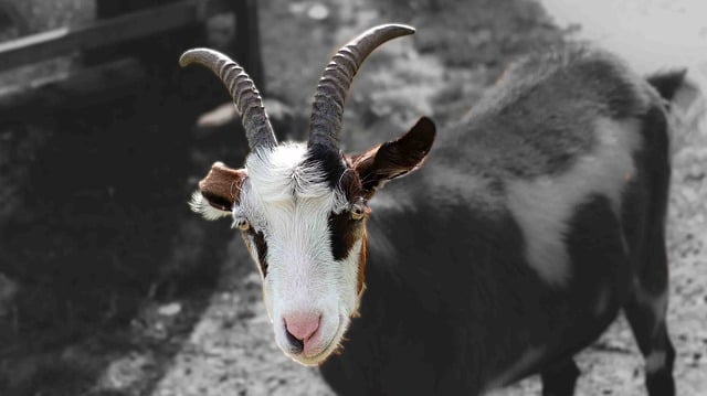 Free graphic goat animal horns billy goat to be edited by GIMP free image editor by OffiDocs