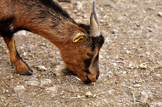 Free download goat animal horns wild animal fur free picture to be edited with GIMP free online image editor
