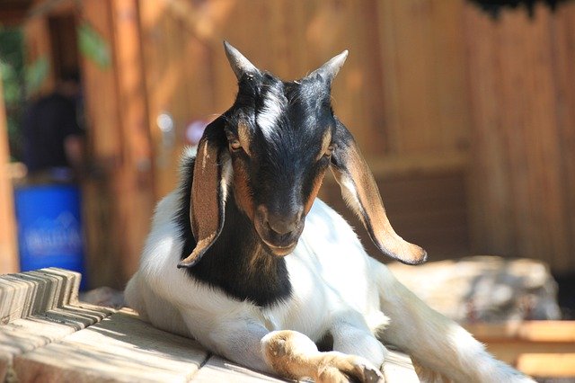 Free download Goat Animal Livestock -  free photo or picture to be edited with GIMP online image editor