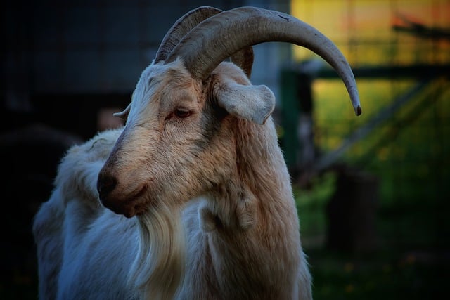 Free download goat animal mammal billy goat free picture to be edited with GIMP free online image editor