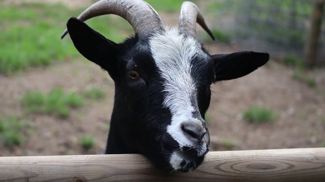 Free download goat animal nature fence farm free picture to be edited with GIMP free online image editor