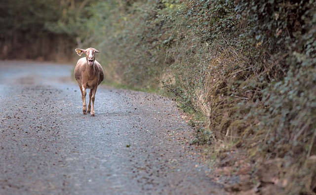 Бесплатно скачать козел животное дорога бежит млекопитающее бесплатное изображение для редактирования в GIMP бесплатный онлайн-редактор изображений