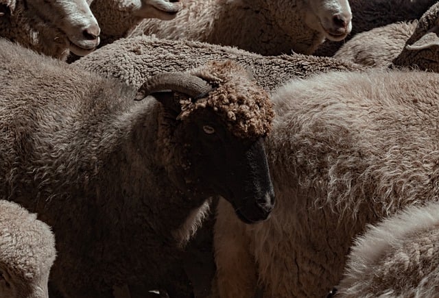 Free download goat animal travel nature wild free picture to be edited with GIMP free online image editor