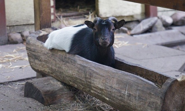 Free download Goat Animal Water Trough -  free photo or picture to be edited with GIMP online image editor