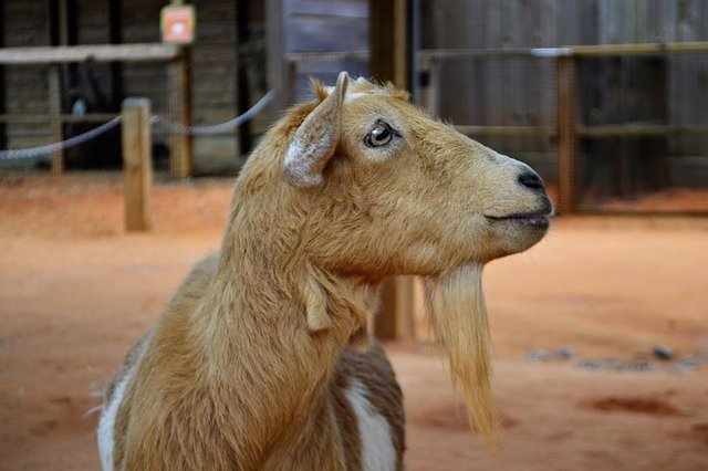 Скачать бесплатно Goat Animal Wild Petting - бесплатное фото или изображение для редактирования с помощью онлайн-редактора изображений GIMP