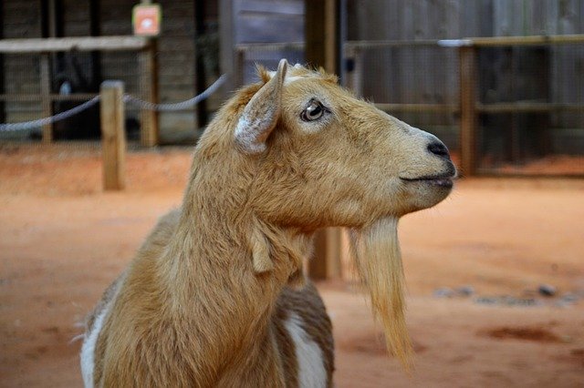 Descărcare gratuită Goat Animal Wild Petting - fotografie sau imagini gratuite pentru a fi editate cu editorul de imagini online GIMP