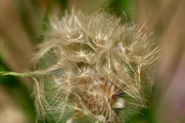 Free download goat beard oat root fruit stand free picture to be edited with GIMP free online image editor