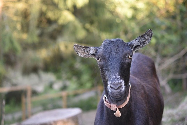 Free download Goat Black And White -  free photo or picture to be edited with GIMP online image editor