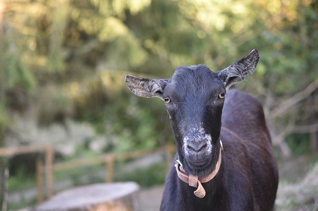 הורדה חינם Goat Black And White - תמונה או תמונה בחינם לעריכה עם עורך התמונות המקוון GIMP