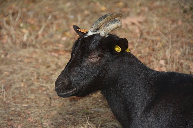 Free picture Goat Black Horns -  to be edited by GIMP free image editor by OffiDocs