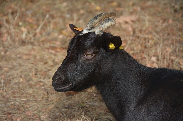 Goat Black Horns ດາວ​ໂຫຼດ​ຟຣີ - ຮູບ​ພາບ​ຟຣີ​ຫຼື​ຮູບ​ພາບ​ທີ່​ຈະ​ໄດ້​ຮັບ​ການ​ແກ້​ໄຂ​ກັບ GIMP ອອນ​ໄລ​ນ​໌​ບັນ​ນາ​ທິ​ການ​ຮູບ​ພາບ​