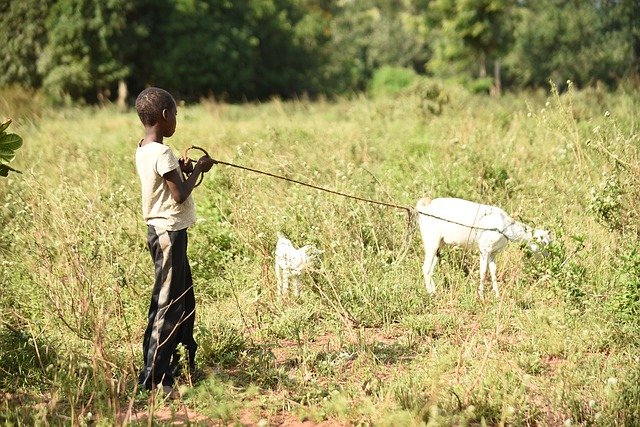 Free download Goat Boy Herding -  free photo or picture to be edited with GIMP online image editor