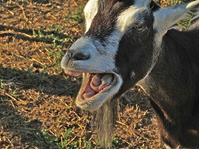 Download gratuito Goat Bratty Nature - foto o immagine gratuita da modificare con l'editor di immagini online di GIMP