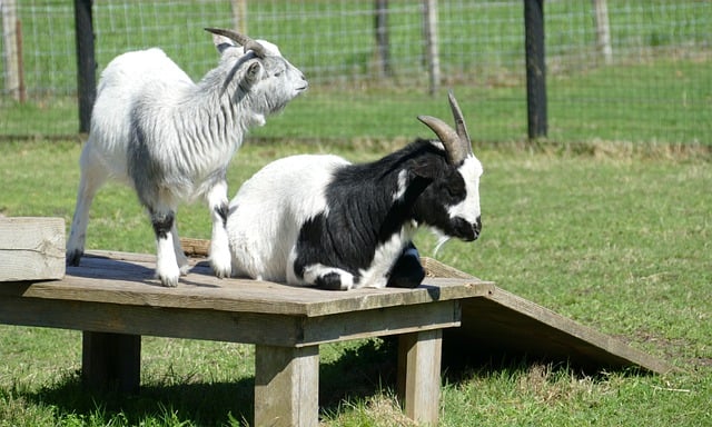 Free download goat capra aegagrus hircus mammal free picture to be edited with GIMP free online image editor