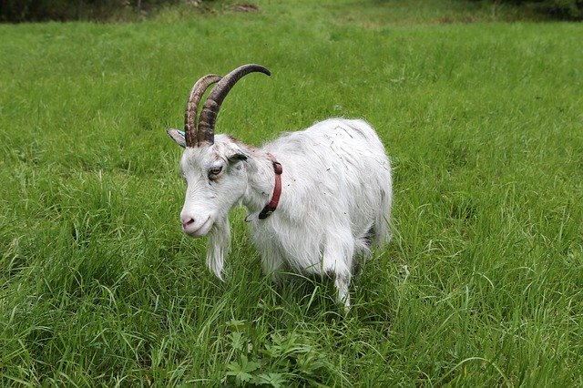 Free picture Goat Culture Animal -  to be edited by GIMP free image editor by OffiDocs