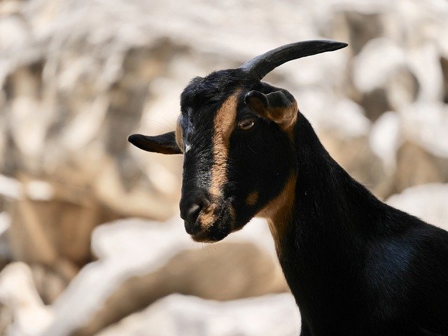 Free download Goat Cyprus Wilderness National -  free photo or picture to be edited with GIMP online image editor