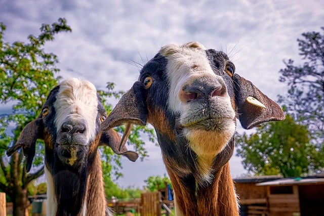 Free download goat domestic goat domestic animal free picture to be edited with GIMP free online image editor