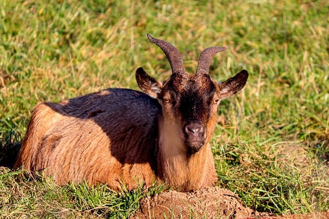 Free download goat domestic goat goat head free picture to be edited with GIMP free online image editor