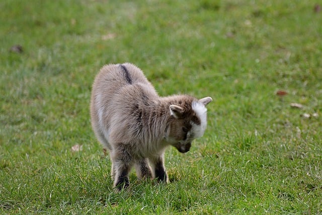 Free download goat domestic goat meadow feed free picture to be edited with GIMP free online image editor