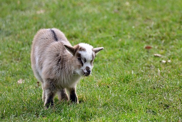 Free download goat domestic goat species fauna free picture to be edited with GIMP free online image editor