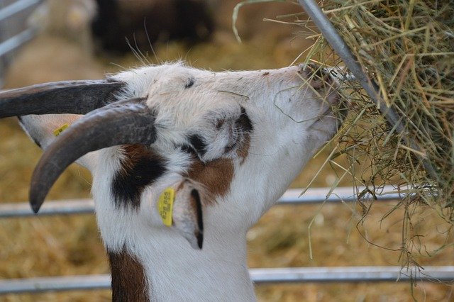 ดาวน์โหลดฟรี Goat Domestic Horns - ภาพถ่ายหรือรูปภาพฟรีที่จะแก้ไขด้วยโปรแกรมแก้ไขรูปภาพออนไลน์ GIMP