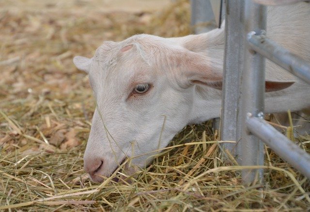 Bezpłatne pobieranie Goat Domestic Livestock - bezpłatne zdjęcie lub obraz do edycji za pomocą internetowego edytora obrazów GIMP