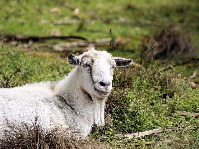 Descărcați gratuit șablonul foto gratuit Goat Face Beard pentru a fi editat cu editorul de imagini online GIMP