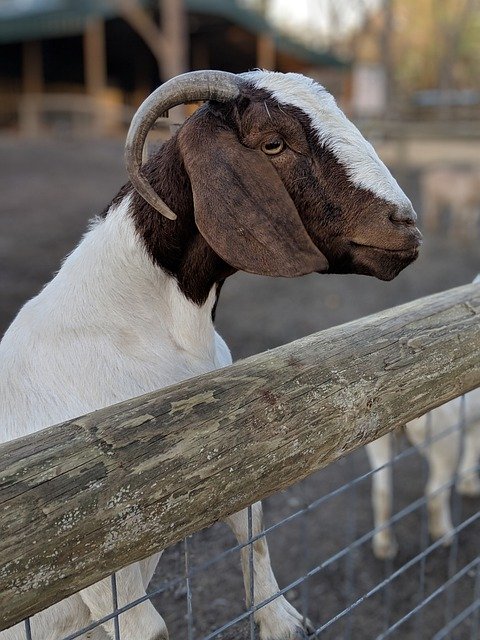 Descărcare gratuită Goat Face Horns - fotografie sau imagini gratuite pentru a fi editate cu editorul de imagini online GIMP